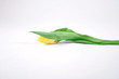 einzelne tulpe in gelb
