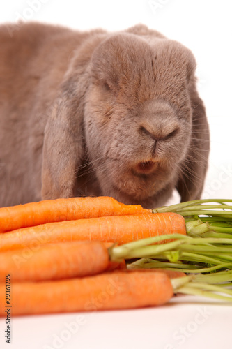 Photo: Osterhase mit Möhre Osterhase mit Möhre