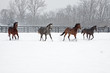 Horse Play