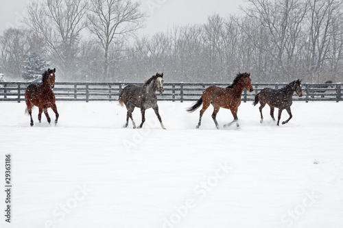 Photo: Horse Play Horse Play