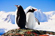 Two penguins