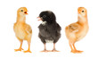 Three little chickens of different colors