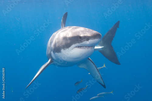 Photo: Great White Shark at Guadalupe Island Great White Shark at Guadalupe Island