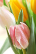 Pink Tulip