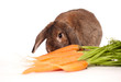 Osterhase mit Möhren