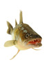 Fische 40