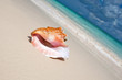 Beige shell on white sand beach near blue ocean Beige shell on white sand beach near blue ocean