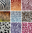 vector animal skin textures