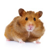 Hamster