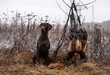 hunting dog