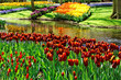 Photo: Colorful Tulips. Colorful Tulips.