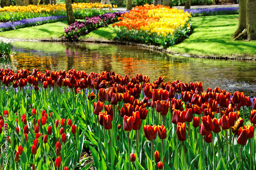 Photo: Colorful Tulips. Colorful Tulips.