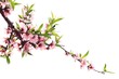 Spring peach blossom Spring peach blossom