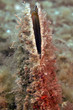 nacchera