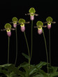 Foto: Paphiopedilum Pinocchio on the black background. Paphiopedilum Pinocchio on the black background.