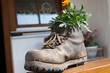 Blumenschuh