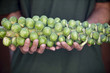 A man holding a stalk of brussels sprouts