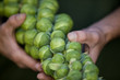 A man holding a stalk of brussels sprouts