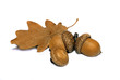 Photo: ghiandacce ghiandacce