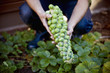 A man holding a stalk of brussels sprouts
