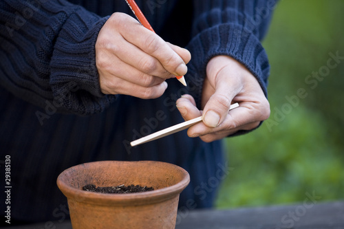 Photo: A man labeling a plant A man labeling a plant