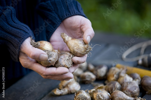 Photo: A man holding flower bulbs A man holding flower bulbs