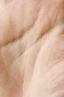 Photo: Hand, Palm Detail Hand, Palm Detail