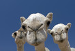 camels