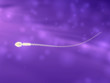 isoliertes Spermium