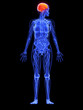 weibliche Anatomie - markiertes Gehirn weibliche Anatomie - markiertes Gehirn