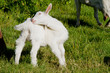 goat kid scratching