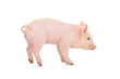 Pig on white