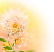 Floral border with dahlia Floral border with dahlia