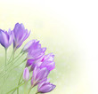 Floral Border with crocuses Floral Border with crocuses