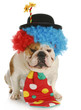 dog clown