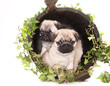 pug purebred puppy