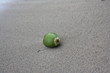 Coconut on the beach