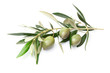 Ramoscello con olive