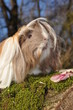 cochon d'Inde Péruvien poils longs portrait cochon d'Inde Péruvien poils longs portrait