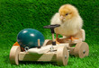 EIERTRANSPORT