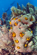 Boring sponge on brain coral Boring sponge on brain coral