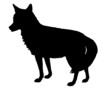 Kojote Silhouette