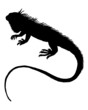 Leguan Silhouette