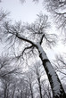 tree crown snow winter background