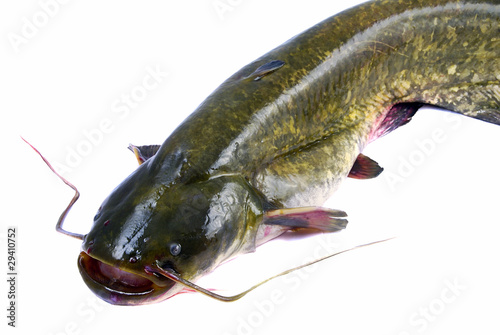 Photo: Bullhead fish Bullhead fish