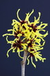 Hamamelis
