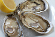 Oysters on ice