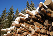 Stack of Logs in Winter Spruce Forest Stack of Logs in Winter Spruce Forest