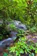 Fluss im Urwald