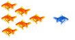 goldfish